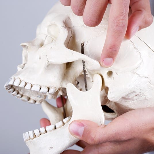 hand holding skull pointing to TMJ